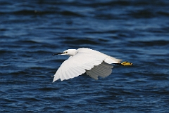 David Plant Photography - Wildlife Photographer - Little egret - H